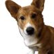 Ritratto di Il paradiso di Fido